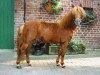 stallion Bacardi vom Borkenbrink (Dt.Part-bred Shetland pony, 1997, from Bill Redfox)