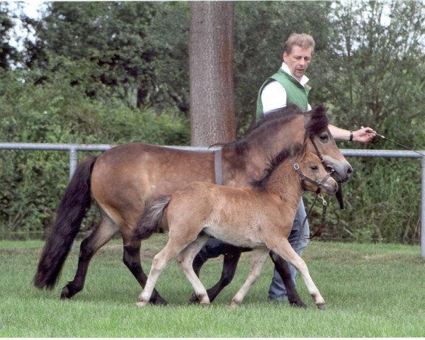 Zuchtstute Pia von Kuhl (Dt.Part-bred Shetland Pony, 1992, von Picobello H)