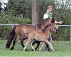 broodmare Pia von Kuhl (Dt.Part-bred Shetland pony, 1992, from Picobello H)