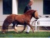 stallion Picolino H (Dt.Part-bred Shetland pony, 1989, from Picobello H)