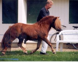 stallion Picolino H (Dt.Part-bred Shetland pony, 1989, from Picobello H)