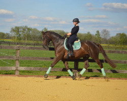 dressage horse Kaiserhit L (Hanoverian, 2007, from Kaiserkult TSF)