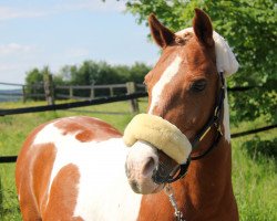 horse Apollo (Welsh-Pony (Section B), 1993, from Akim)