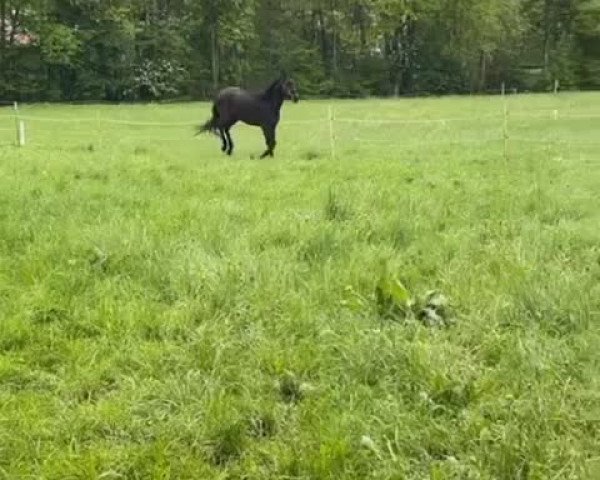 Video of Labello