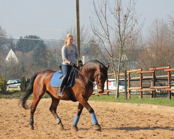 dressage horse Ravello 37 (Hessian Warmblood, 1997)