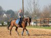 dressage horse Ravello 37 (Hessian Warmblood, 1997)