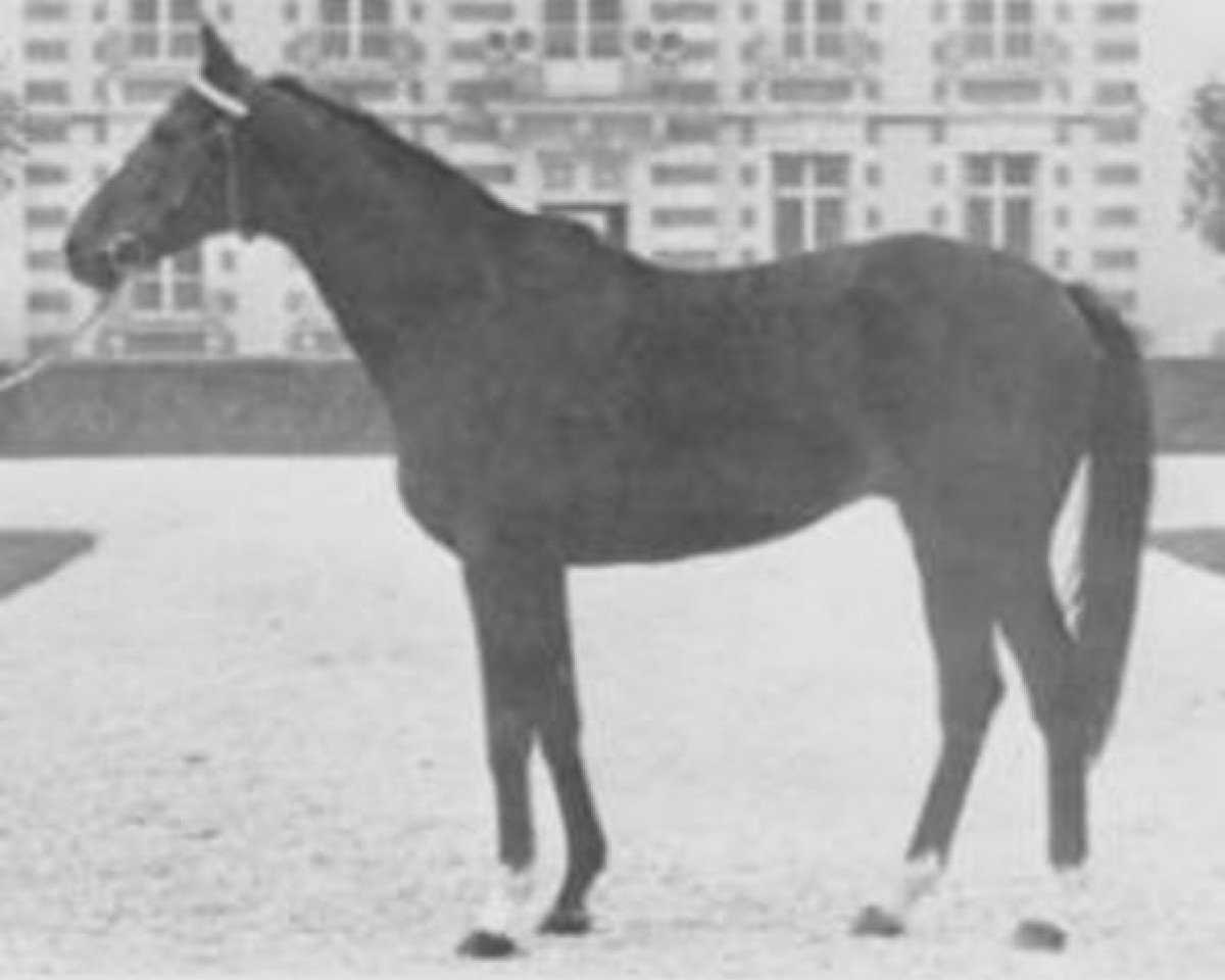 stallion Nightshade xx (Thoroughbred, 1965, from Soleil Levant xx)