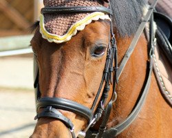 broodmare Mona Lisa (German Riding Pony, 1999, from Mozart II)