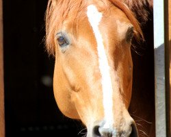 dressage horse Rose of Da Vinci (Hanoverian, 2006, from Rotspon)