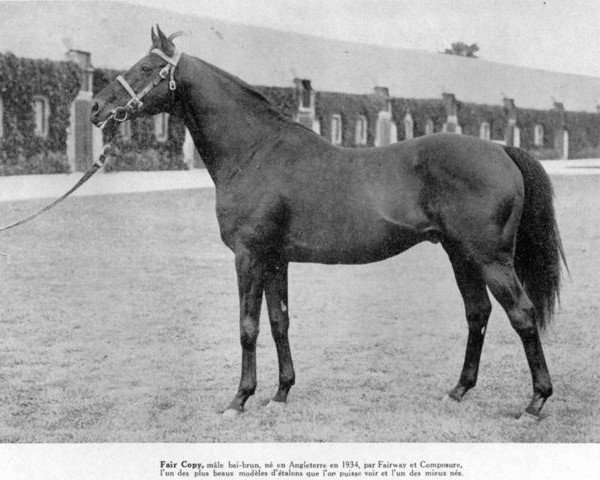 stallion Fair Copy xx (Thoroughbred, 1934, from Fairway xx)