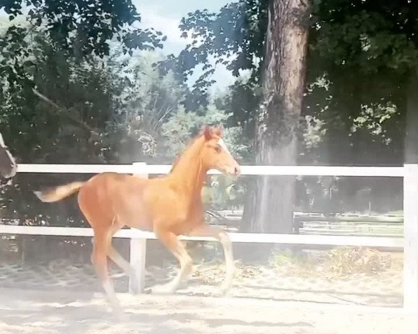Video of DB Sezuana