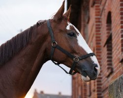 Springpferd Caruso G (Mecklenburger, 2004, von Continue)