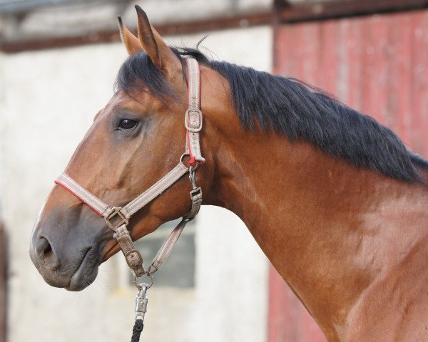 stallion Balou Brave Heart (Hanoverian, 2006, from Balou du Rouet)