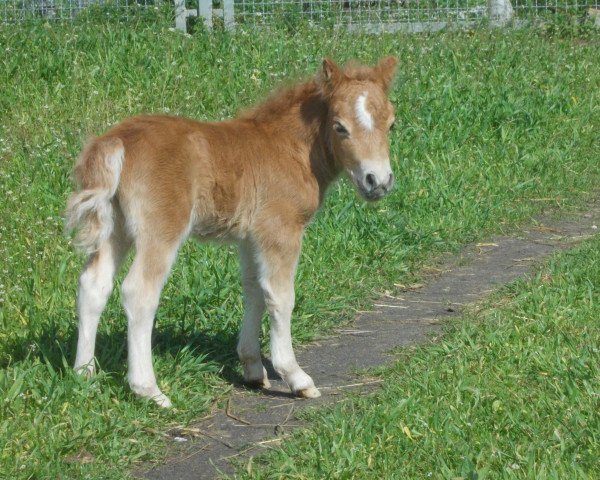 Zuchtstute Remonda von Repgow (Shetland Pony (unter 87 cm), 2014, von Theseus)