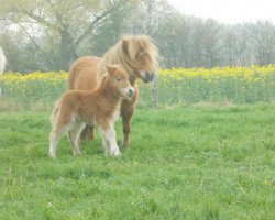 Pferd Hakuma von Repgow (Shetland Pony (unter 87 cm), 2014, von Sir Paul)