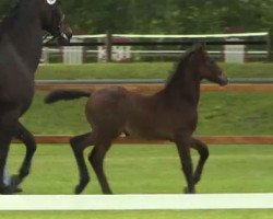 Springpferd Castiel (Westfale, 2014, von Casino Berlin OLD)