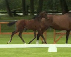 broodmare Francis (Westphalian, 2014, from Franziskus FRH)