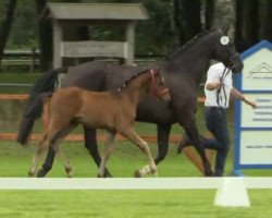 dressage horse Stanford`s Junior (Westphalian, 2014, from Stanford 9)