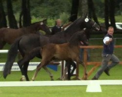 Dressurpferd Hengst von Sorento (Westfale, 2014, von Sorento OLD)