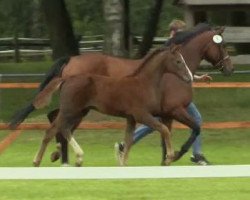 Springpferd Cookie White (Westfale, 2014, von Christian 25)