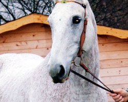 broodmare Amira (Rhinelander, 1993, from Apitano)