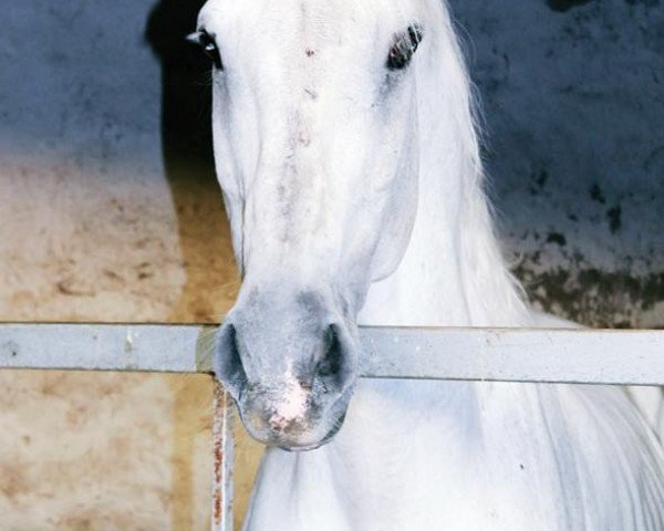stallion Corrodano (Holsteiner, 1990, from Corrado I)