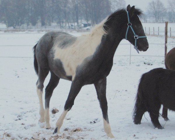 Pferd Zephir (Pinto/Kleines Reitpferd, 2009, von Zinto)