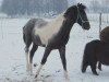 Pferd Zephir (Pinto/Kleines Reitpferd, 2009, von Zinto)