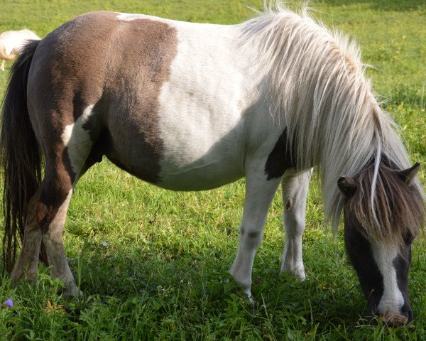 broodmare Cena v. Eichenwald (Shetland pony (under 87 cm), 2008, from Helawi Morning Sun)