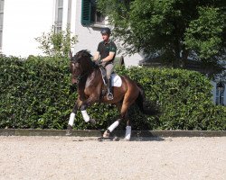 dressage horse Ramon V. (Westphalian, 2010, from Ratzinger)