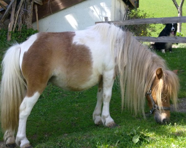 broodmare Ydel v.d. Ysselhof (Shetland pony (under 87 cm), 2006, from Gentleman van Bangaerde)