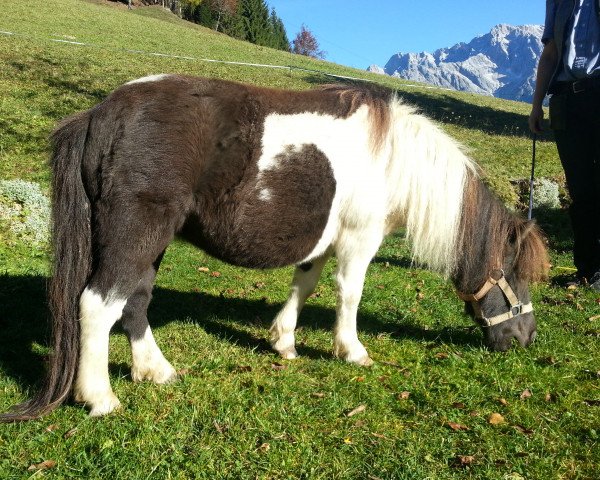 Zuchtstute Sanjelina v. Ziegengütl (Shetland Pony (unter 87 cm), 2007, von Endrik)