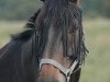 dressage horse Seely Wight (Oldenburg, 2000, from Sergeant Pepper I)