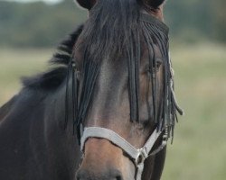 dressage horse Seely Wight (Oldenburg, 2000, from Sergeant Pepper I)