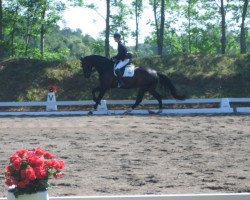 dressage horse Daily Delight 4 (Württemberger, 2008, from Don Diamond)