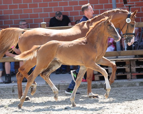dressage horse Stute von Vivat Rex / Lissaro (Westphalian, 2021, from Vivat Rex)