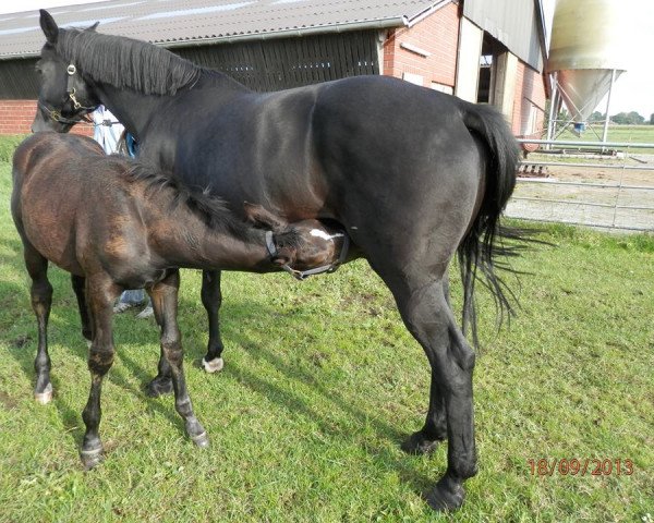 broodmare Blumenmeer (Oldenburg, 2000, from Donatelli I)