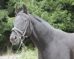 jumper Emil von der Heide (Hanoverian, 2000, from Escudo II)