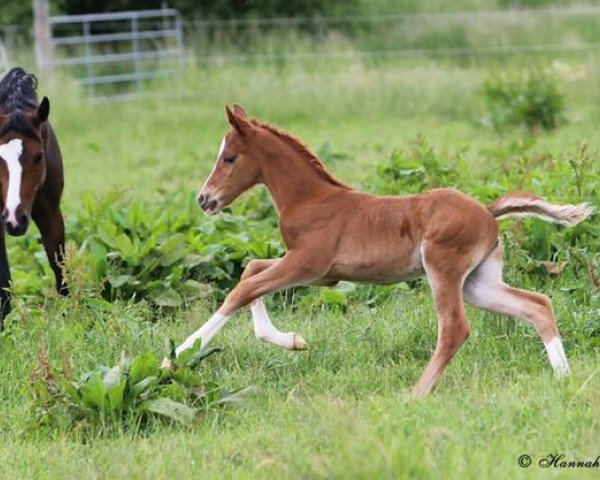 Dressurpferd Rm Djosephine (Deutsches Reitpony, 2014, von Dreidimensional AT NRW)