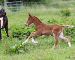 dressage horse Rm Djosephine (German Riding Pony, 2014, from Dreidimensional AT NRW)