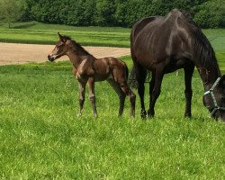 broodmare Tabe's Darling (Westphalian, 2014, from Dankeschön)