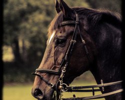 dressage horse Don Camillo (Westphalian, 1996, from Dimension)