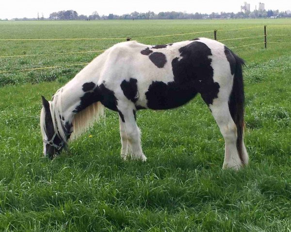 horse Sugar (Tinker / Irish Cob / Gypsy Vanner, 2011, from Stefan P)