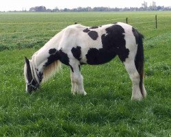 horse Sugar (Tinker / Irish Cob / Gypsy Vanner, 2011, from Stefan P)