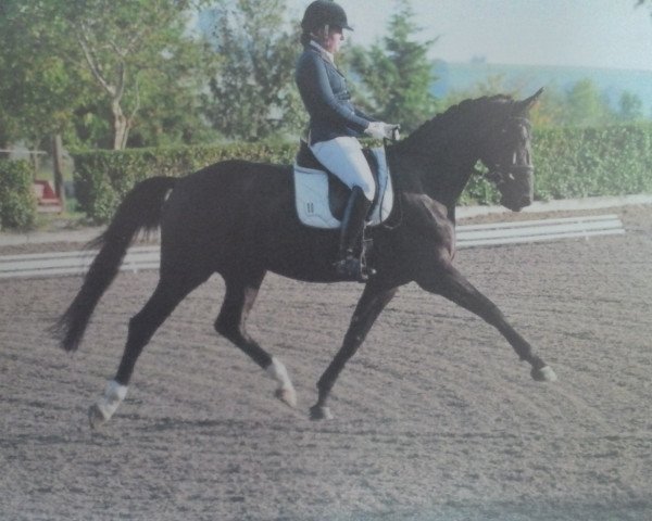 Dressurpferd Bliss II (Koninklijk Warmbloed Paardenstamboek Nederland (KWPN), 2006, von San Brentano)