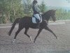 dressage horse Bliss II (KWPN (Royal Dutch Sporthorse), 2006, from San Brentano)