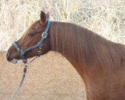 broodmare VbPr.St. Flicka (German Riding Pony, 2002, from Dressman)