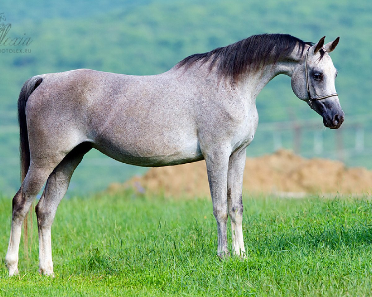 broodmare Napevnaia 2003 ox (Arabian purebred, 2003, from Piligrim 1991 ox)