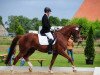 dressage horse Quentin 76 (Hanoverian, 2008, from Quaterback)