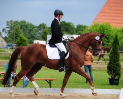 dressage horse Quentin 76 (Hanoverian, 2008, from Quaterback)